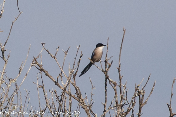 Iberian Azure-winged Magpie