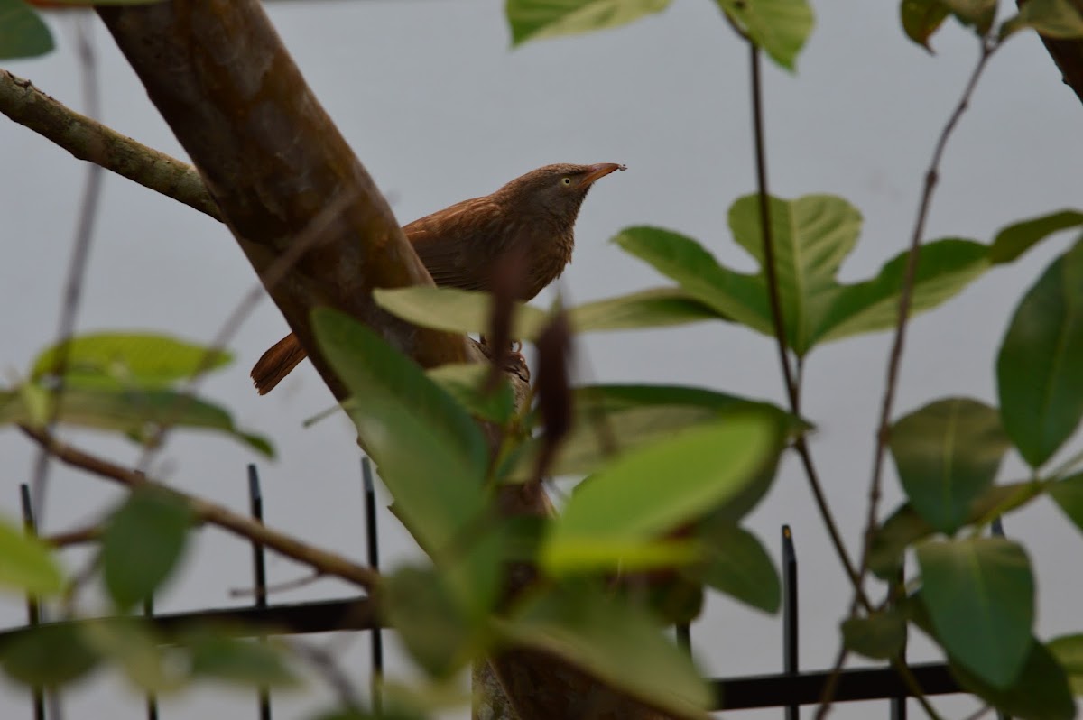 Jungle babbler