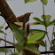 Jungle babbler