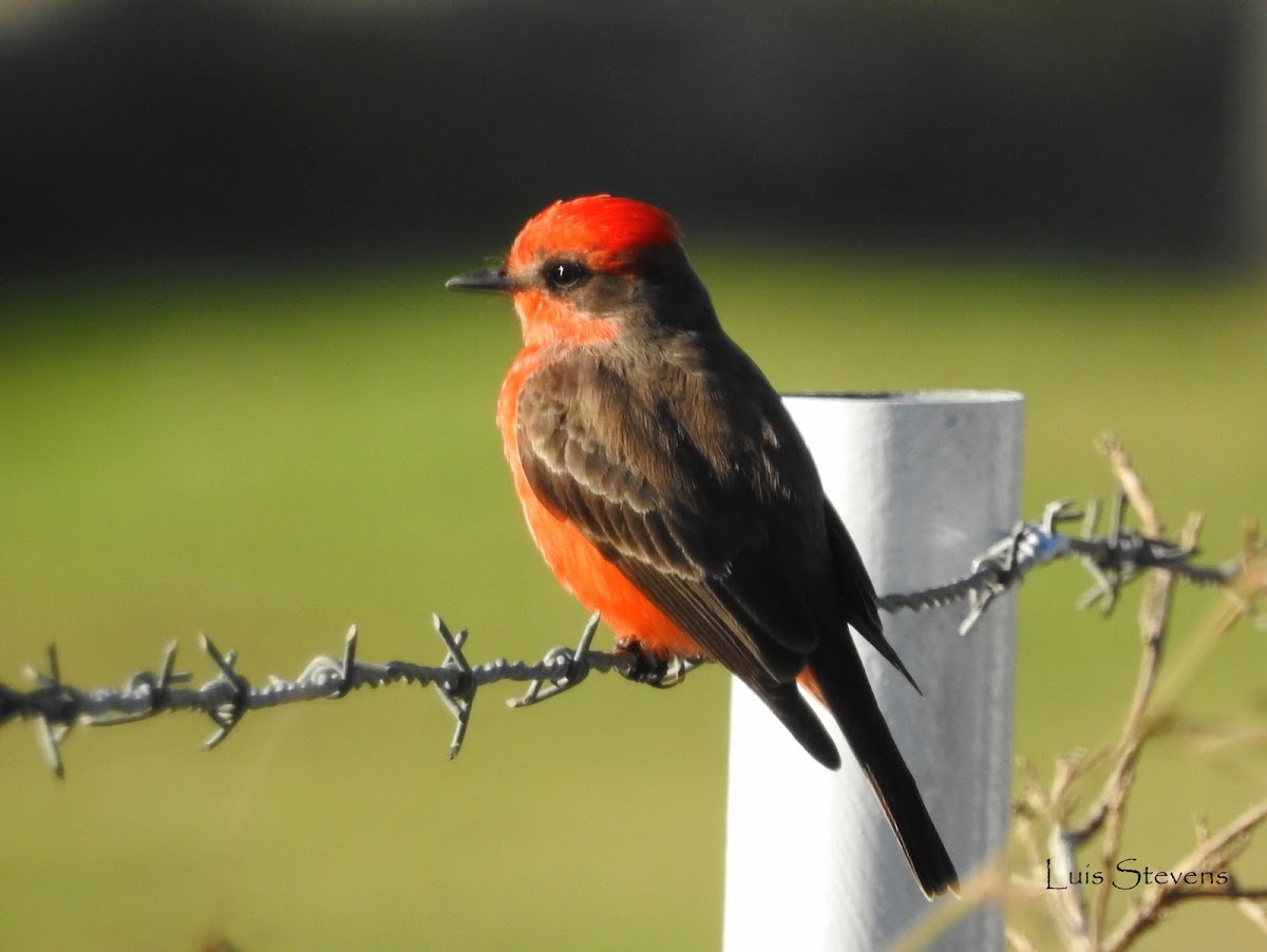 Vermilion Flycatcher