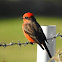 Vermilion Flycatcher