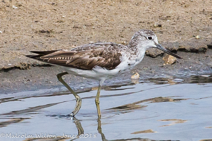 Greenshank; Archibebe Claro