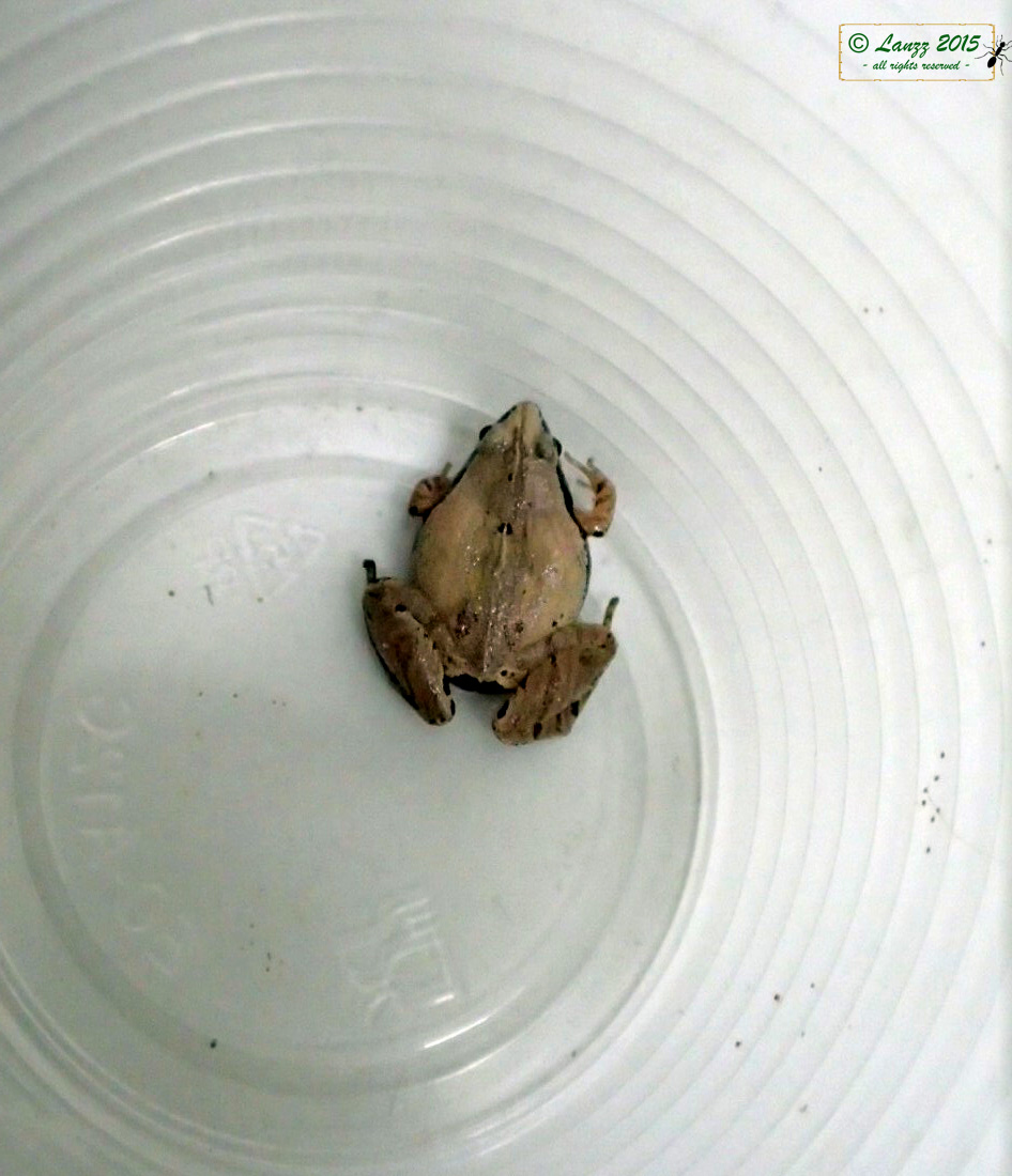 Dark-sided Chorus Frog