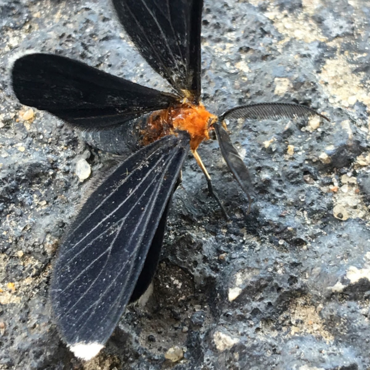 Yellow collared Scape Moth