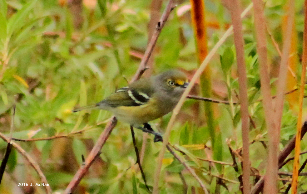 White-eyed Vireo