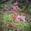 Striped Coralroot