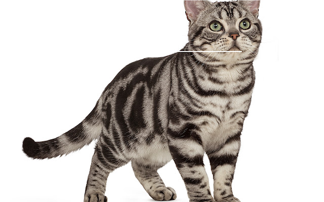 American Shorthair Cat Wallpaper Kitten Theme