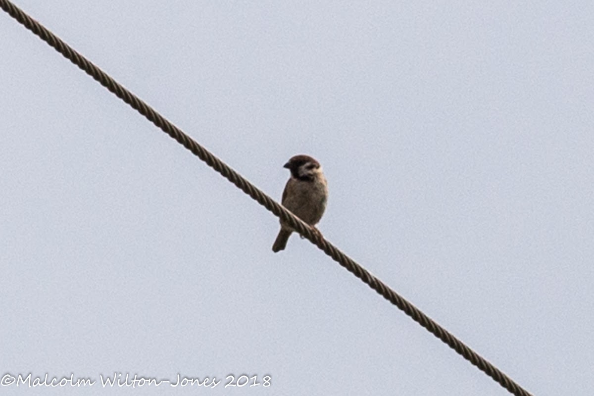 Tree Sparrow; Gorrión Molinero