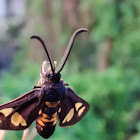 Wasp moth