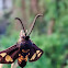 Wasp moth