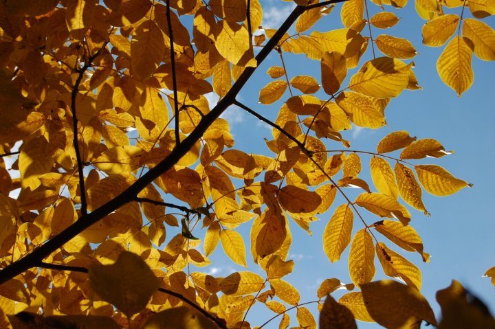 Autumn'sColours di NuvolaForesta