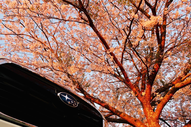 フォレスターの夕日・桜・桜とコラボ・G7X markⅡに関するカスタム事例の投稿画像4枚目