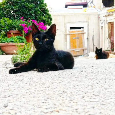 gatti randagi di Steph