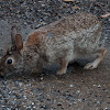 Eastern Cottontail Rabbit