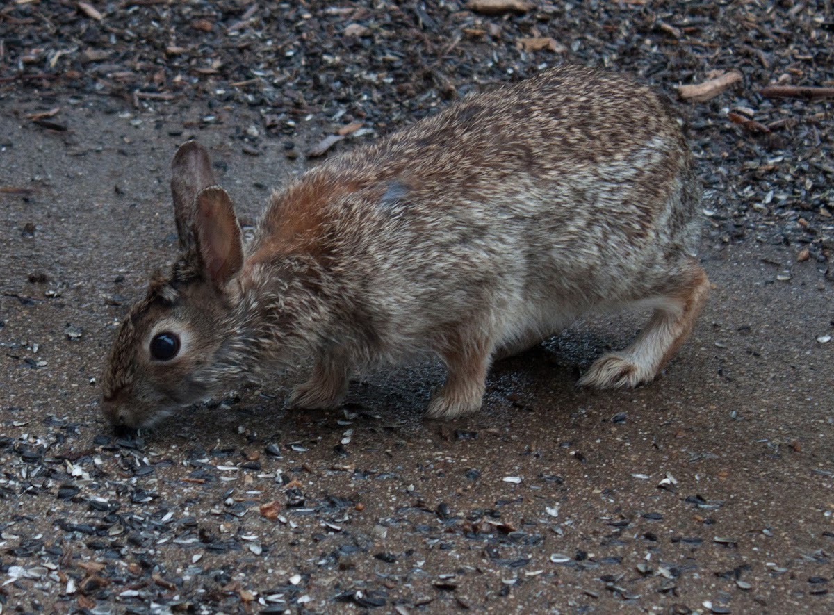 Eastern Cottontail Rabbit