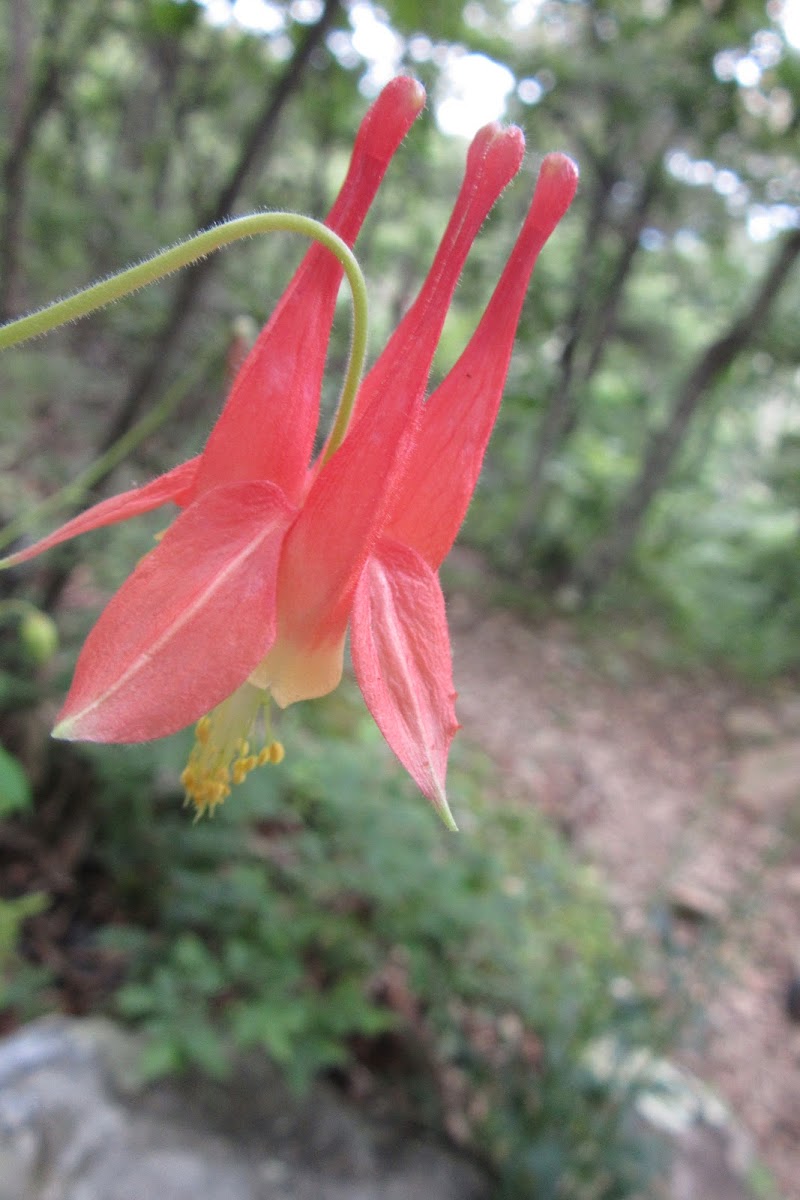 Eastern Red Columbine