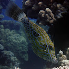 Scrawled filefish