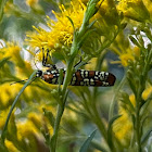 Alianthus Webworm Moth