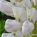 White Nootka Lupine