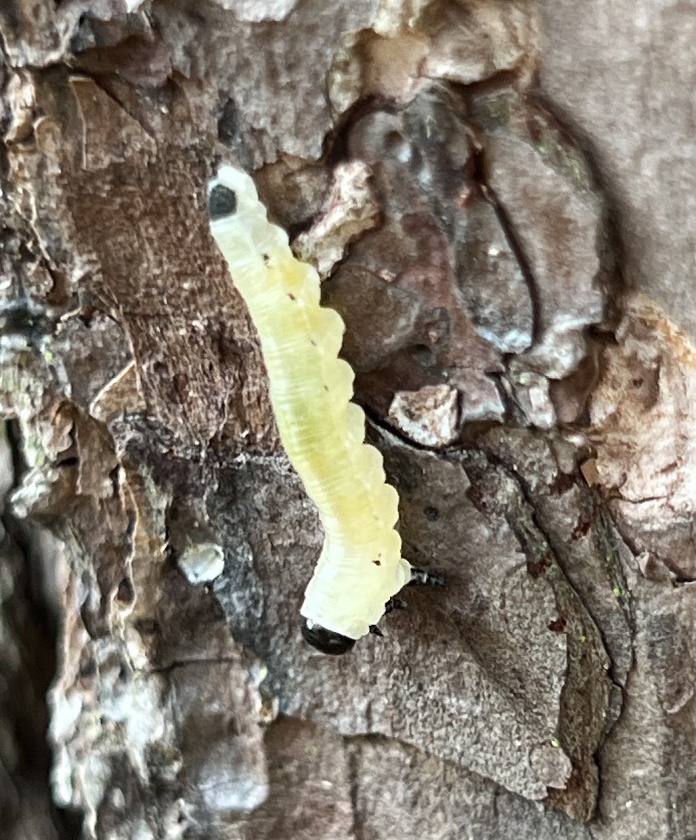 Conifer Sawfly Larva