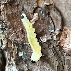 Conifer Sawfly Larva