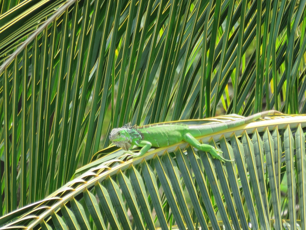 Green Tree Iguana