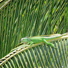 Green Tree Iguana