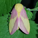 Rosy Maple Moth