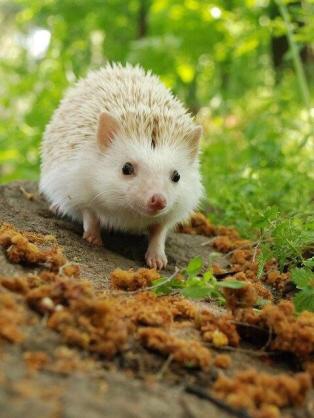 ハリネズミ🦔