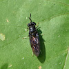 Black soldier fly