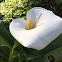 Calla Lily