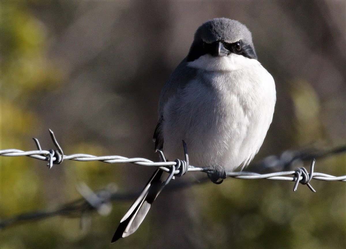 Loggerhead Shrike