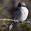 Loggerhead Shrike