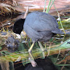 American Coot