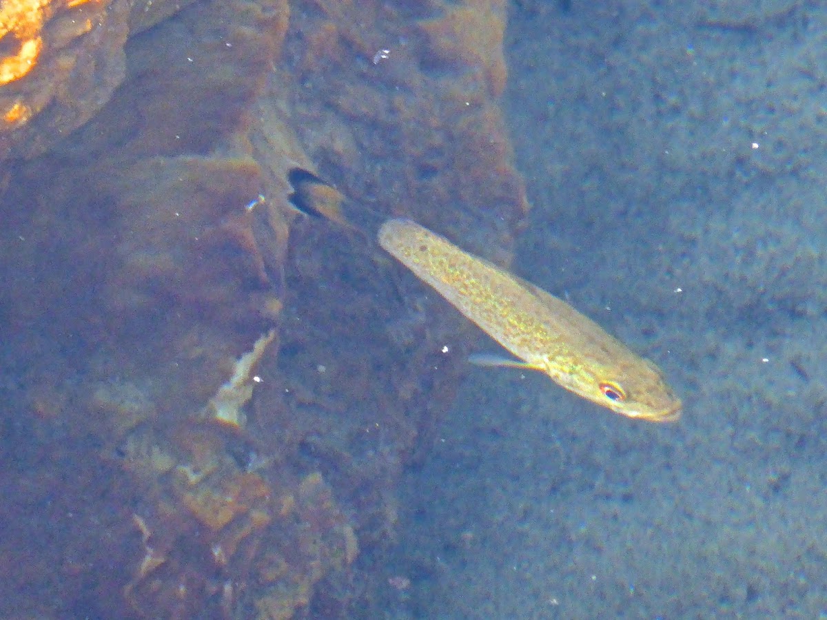 Smallmouth Bass