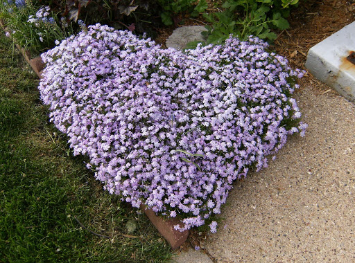 Check out how the Creeping Phlox in the front flower bed and at the foot of the front steps to the porch, has shaped itsself into a heart. I love that.