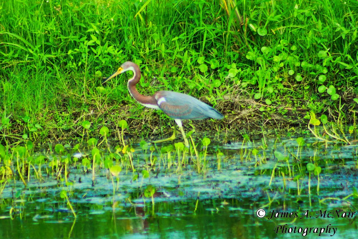 Tricolored Heron