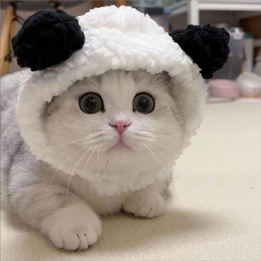 Pet Warm Bear Headwear Breathable Dog And Cat Bear Hat Small Kitten Costume Hat Headwear for pet Household Puppies Cats
