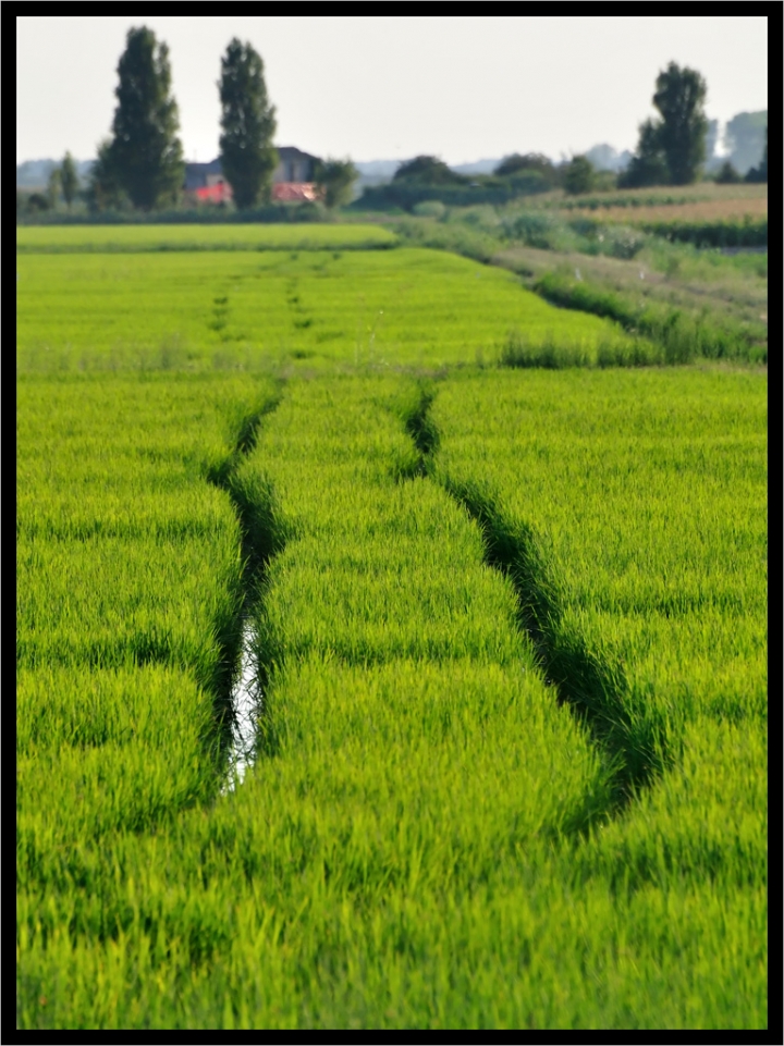 Passaggio nel verde di dodoflai