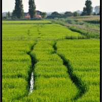 Passaggio nel verde di 