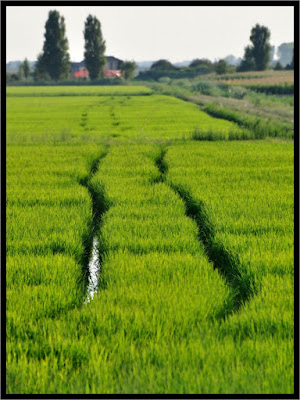 Passaggio nel verde di dodoflai