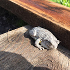 Gray Treefrog