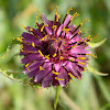 Common salsify (τραγοπώγων)