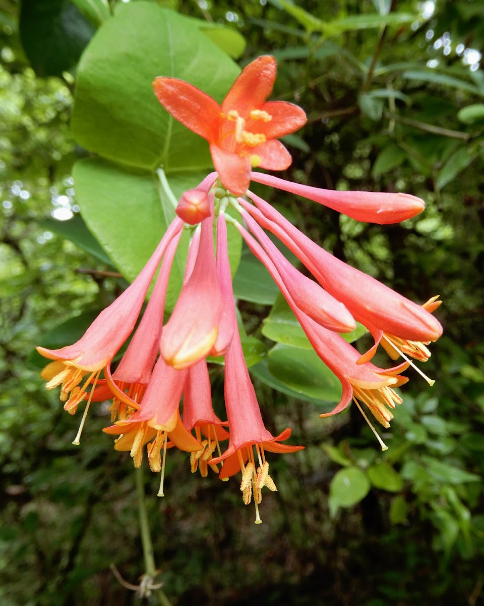 Trumpet Honeysuckle