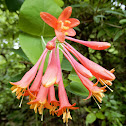 Trumpet Honeysuckle