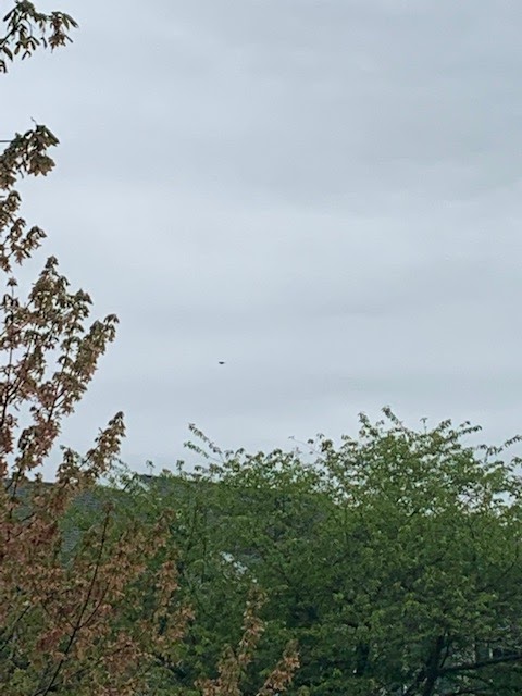 Swainson's warbler