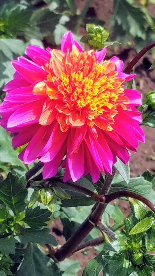 Swan Island Dahlias