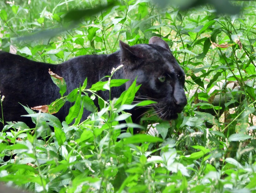 Luena, femelle panthère noire, en juillet 2018