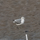 Common Gull