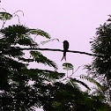 Black Drongo